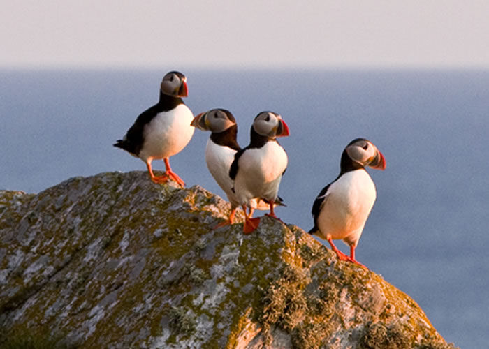 Junior-campen på Lovund  utsatt 